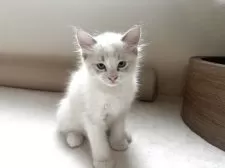 ラグドール【愛知県・男の子・2025年9月12日・ブルーポイントバイカラー】の写真5