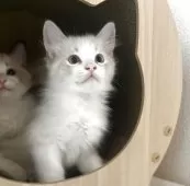 ラグドール【愛知県・男の子・2025年9月12日・ブルーポイントバイカラー】の写真6