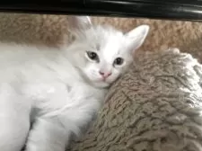 ラグドール【愛知県・男の子・2025年9月12日・ブルーポイントバイカラー】の写真7