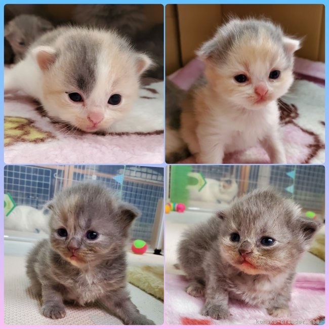平野久子ブリーダーのブログ：スクスク成長中😸