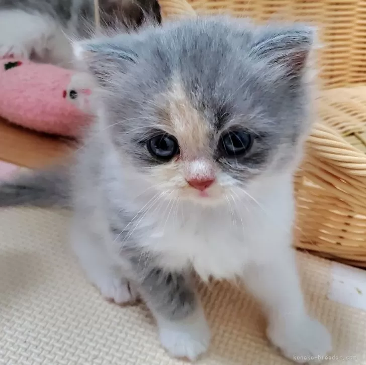 ID：2408-01075の子猫