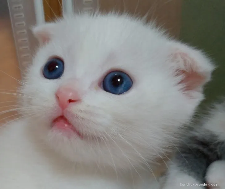 ID：1906-01175の子猫