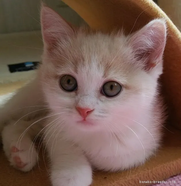 ID：1803-00098の子猫