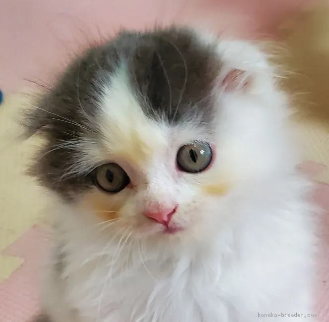 ID：2006-01197の子猫