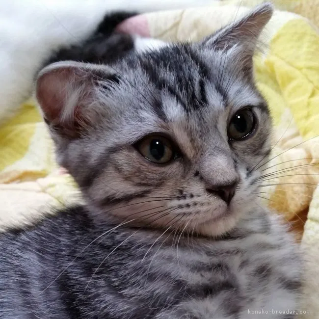 ID:1706-00740の子猫