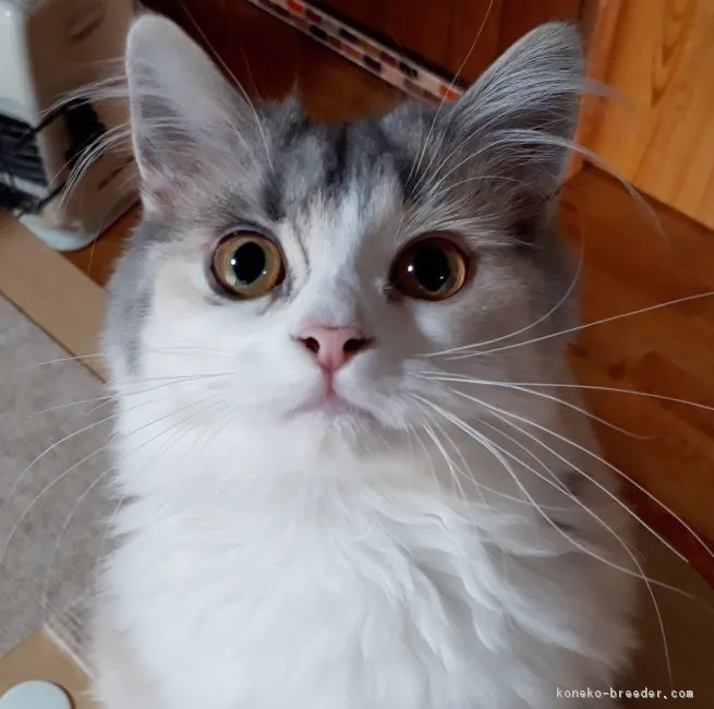 ID：1709-00975の子猫