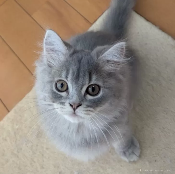 ID：2410-00885の子猫