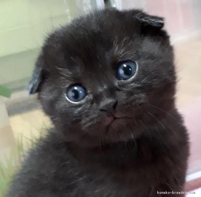 コータロー 様のお迎えした子猫