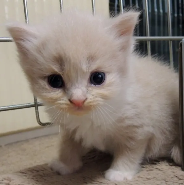 にこにこ 様のお迎えした子猫