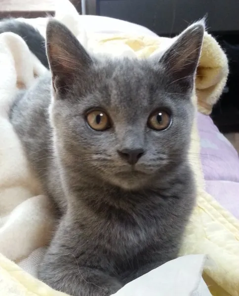 ID:1307-00229の子猫