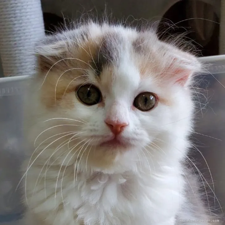 ID：2307-03655の子猫