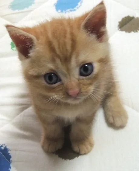 ID：1307-00169の子猫
