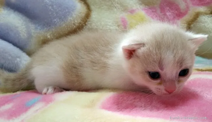 ID：1709-00720の子猫