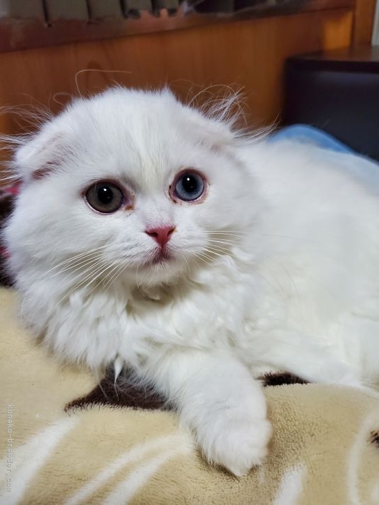 スコティッシュフォールド【・女の子・2022年2月28日・ホワイト】