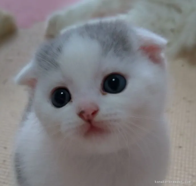 ID：1810-01494の子猫