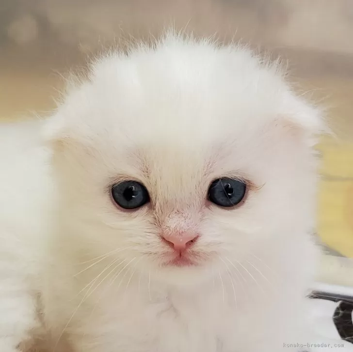 M.A 様のお迎えした子猫