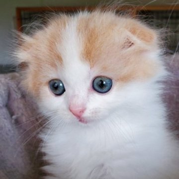 スコティッシュフォールド(折れ耳)【大阪府・女の子・2023年6月29日・クリーム&ホワイト（セミロング）】の写真「ふわふわ可愛い女の子😸💕」