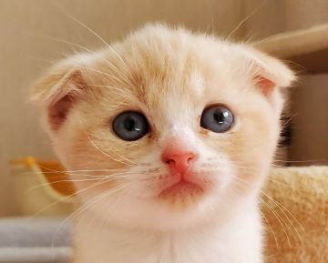 スコティッシュフォールド(折れ耳)【大阪府・女の子・2021年9月5日・カメオタビー&ホワイト】の写真「まん丸折れ耳の女の子😸」