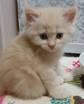スコティッシュフォールド【大阪府・男の子・2016年7月14日・クリームタビー（ロング）】の写真「フワフワでおっとりした男の子」