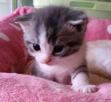 スコティッシュフォールド(折れ耳)【大阪府・男の子・2017年5月1日・ブルタビー&ホワイト（ショート）】の写真「ホワイトソックスのおっとり君」