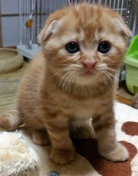 スコティッシュフォールド【大阪府・女の子・2016年12月4日・レッドタビー（ショート）】の写真「丸顔キュートな折れ耳ちゃん」