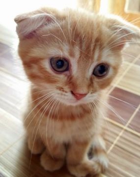 スコティッシュフォールド【大阪府・男の子・2016年7月14日・レッドタビー（ショート）】の写真「甘えん坊な折れ耳君です」