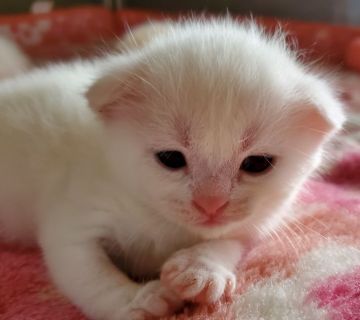 スコティッシュフォールド(折れ耳)【大阪府・女の子・2020年8月8日・ホワイト】の写真「真っ白、可愛い女の子です😸」