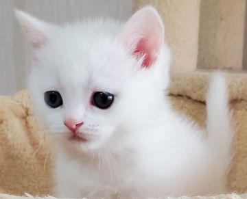 スコティッシュフォールド(立ち耳)【大阪府・男の子・2019年12月2日・ホワイト（ショート）】の写真「真っ白で甘えん坊な男の子」