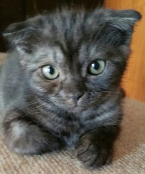 スコティッシュフォールド(折れ耳)【大阪府・男の子・2017年4月29日・ブラックスモーク（ショート）】の写真「フワフワ柔らかい毛質の男の子です」