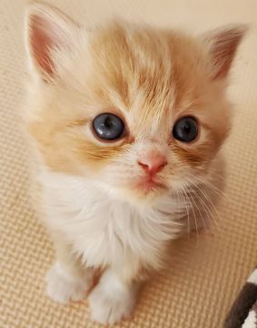 スコティッシュフォールド(立ち耳)【大阪府・男の子・2021年2月8日・カメオタビー&ホワイト】の写真「クリクリお目目の男の子😸」