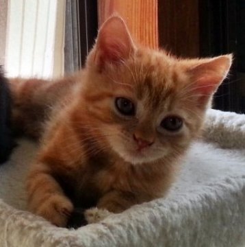 スコティッシュフォールド【大阪府・男の子・2013年10月24日・レッドタビー】の写真「綺麗なレッドタビーです」