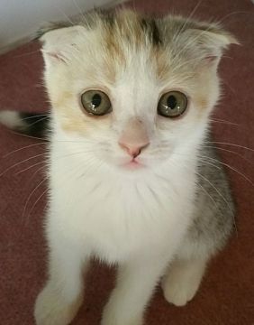 スコティッシュフォールド(折れ耳)【大阪府・女の子・2017年5月1日・ブルーパッチドタビー&ホワイト（ショート）】の写真「優しい色の折れ耳キャリコちゃん💝」