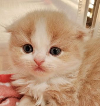 スコティッシュフォールド(折れ耳)【大阪府・女の子・2021年10月24日・クリームタビー&ホワイト（ロング）】の写真「ふわふわ垂れ耳ハチワレちゃん💓」