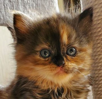 スコティッシュフォールド(立ち耳)【大阪府・女の子・2021年2月8日・トーティ（ロング）】の写真「おっとりした可愛い女の子💓」