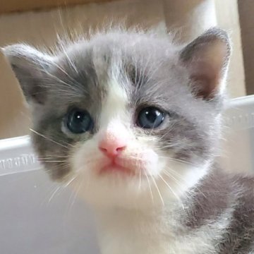 スコティッシュフォールド(立ち耳)【大阪府・男の子・2023年8月4日・ブルータビー&ホワイト】の写真「可愛いハチワレ、まん丸フォルムの男の子😸💕」