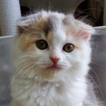 スコティッシュフォールド(折れ耳)【大阪府・女の子・2023年5月16日・ダイリュートキャリコ（セミロング）】の写真「ふわふわ薄ミケちゃん😸💕」