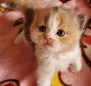 スコティッシュフォールド(立ち耳)【大阪府・女の子・2021年10月24日・ダイリュートキャリコ（ロング）】の写真「ふわふわ可愛い女の子」