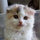 スコティッシュフォールド(折れ耳)【大阪府・女の子・2023年5月16日・ダイリュートキャリコ】の写真1