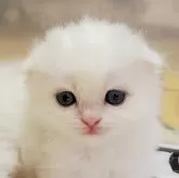 スコティッシュフォールド(折れ耳)【大阪府・女の子・2024年5月20日・ホワイト】の写真1