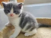 スコティッシュフォールド(立ち耳)【大阪府・男の子・2023年8月4日・ブルータビー&ホワイト】の写真2