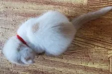 スコティッシュフォールド(折れ耳)【大阪府・女の子・2022年1月4日・クリーム&ホワイト】の写真2