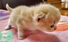 スコティッシュフォールド(折れ耳)【大阪府・女の子・2020年5月25日・カメオタビー&ホワイト】の写真2