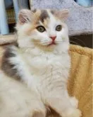 スコティッシュフォールド(折れ耳)【大阪府・女の子・2023年5月16日・ダイリュートキャリコ】の写真3