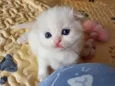 スコティッシュフォールド(折れ耳)【大阪府・女の子・2024年5月20日・ホワイト】の写真4
