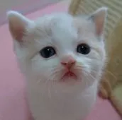 スコティッシュフォールド(立ち耳)【大阪府・女の子・2018年10月2日・ダイリュートキャリコ】の写真4