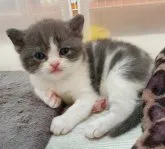 スコティッシュフォールド(立ち耳)【大阪府・男の子・2023年8月4日・ブルータビー&ホワイト】の写真4