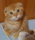 スコティッシュフォールド【大阪府・男の子・2016年7月14日・レッドタビー】の写真4