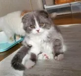 スコティッシュフォールド(折れ耳)【大阪府・男の子・2023年10月12日・ブルータビー&ホワイト】の写真5