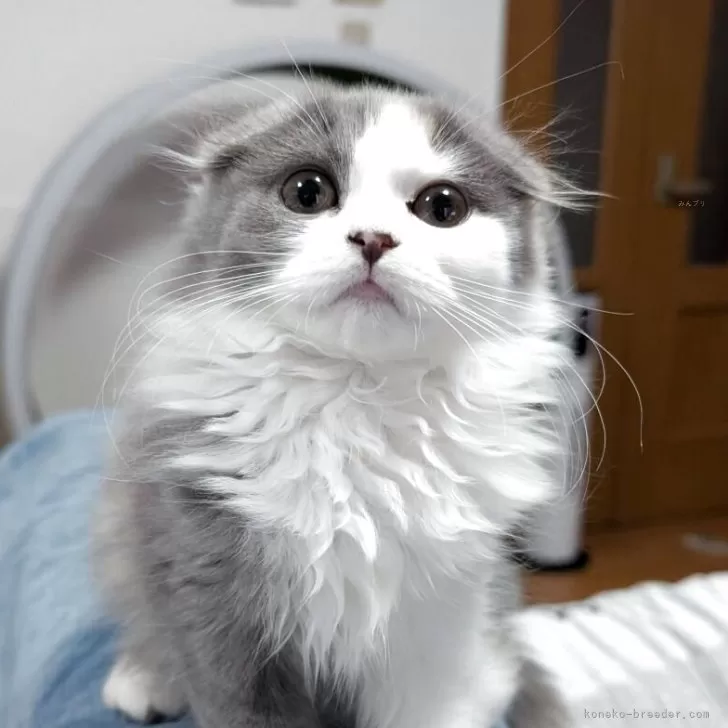 スコティッシュフォールド(折れ耳)【大阪府・女の子・2025年8月31日・ダイリュートキャリコ】の写真1