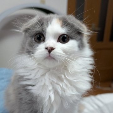 スコティッシュフォールド(折れ耳)【大阪府・女の子・2025年8月31日・ダイリュートキャリコ（セミ～ロング）】の写真「ふわふわな垂れ耳ちゃん❤️🐱」